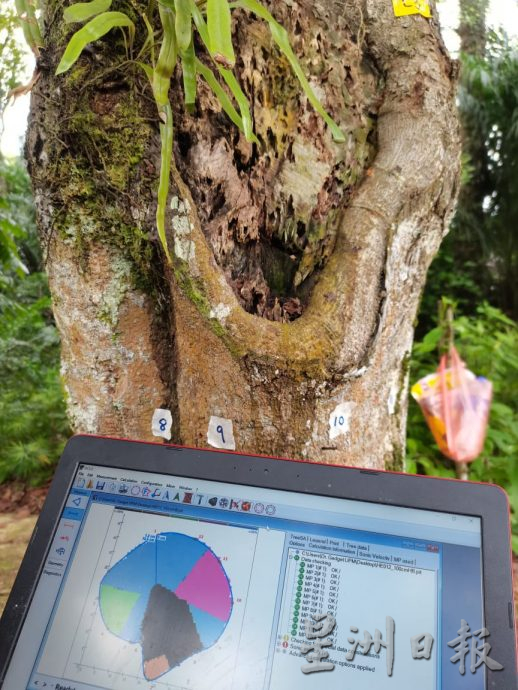 柔:新山市长:树倒夺命事故频传 检查200“遗产树”