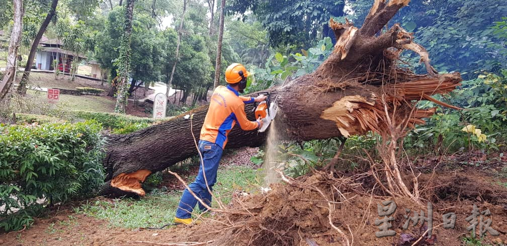 柔:新山市长:树倒夺命事故频传 检查200“遗产树”