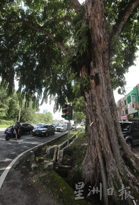 柔:新山市长:树倒夺命事故频传 检查200“遗产树”