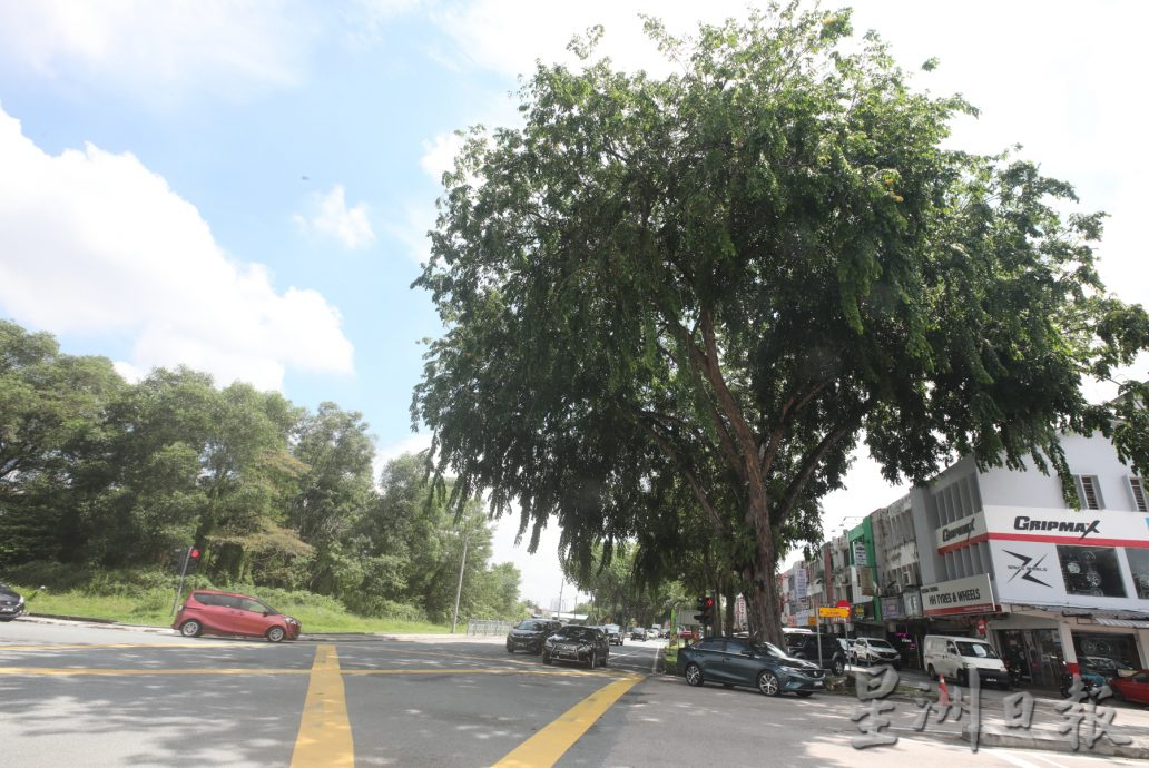 柔:新山市长:树倒夺命事故频传 检查200“遗产树”