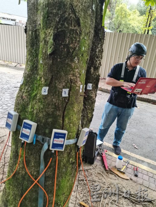 柔:新山市长:树倒夺命事故频传 检查200“遗产树”