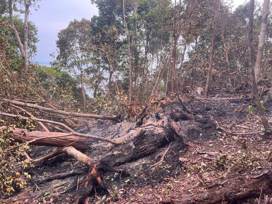 柔：疑生火酿林火，诗巫岛山顶狂烧3天