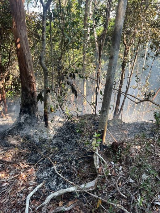 柔:诗巫岛泥炭地林火尚未被扑灭 灭火行动还在继续