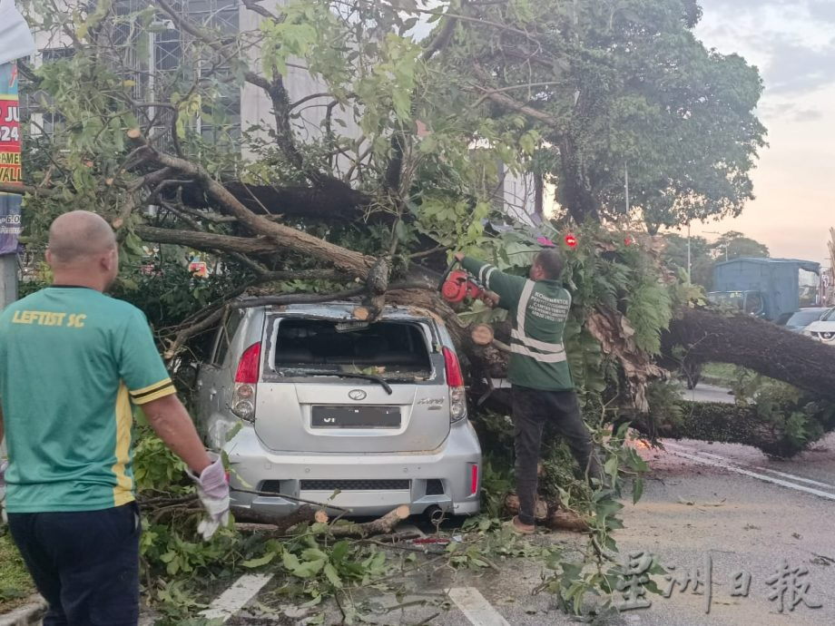 柔:车主甫下车 雨后树倒砸车 车镜碎裂