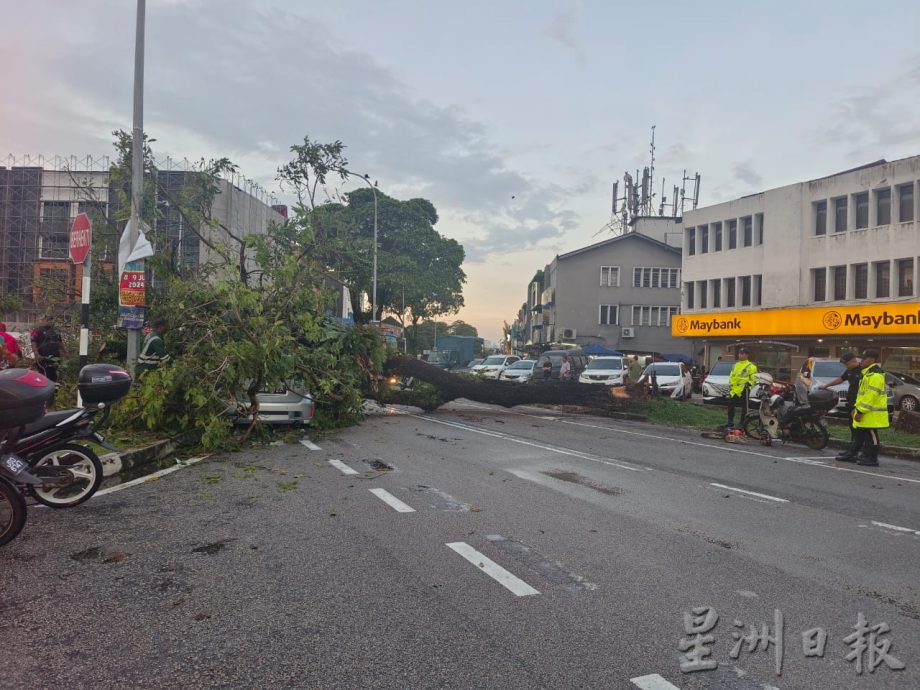 柔:车主甫下车 雨后树倒砸车 车镜碎裂