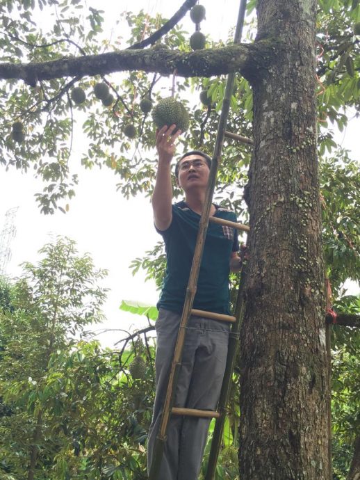 榴梿鲜果最快8月输华