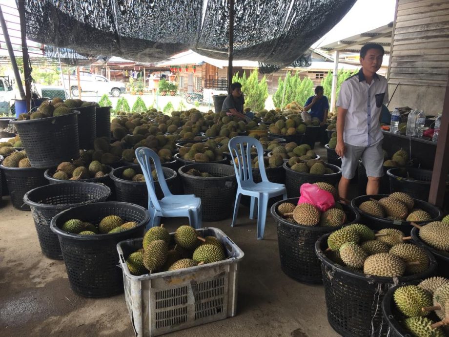 榴梿鲜果最快8月输华