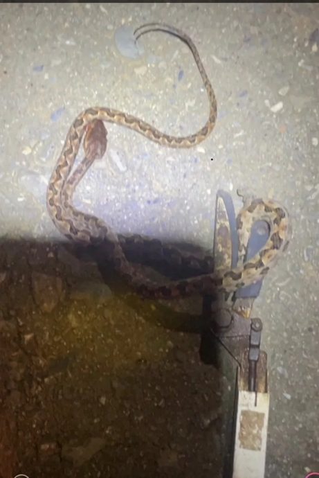 毒蛇藏洗衣机下 妇女脚踝被咬 家属拍照救回一命