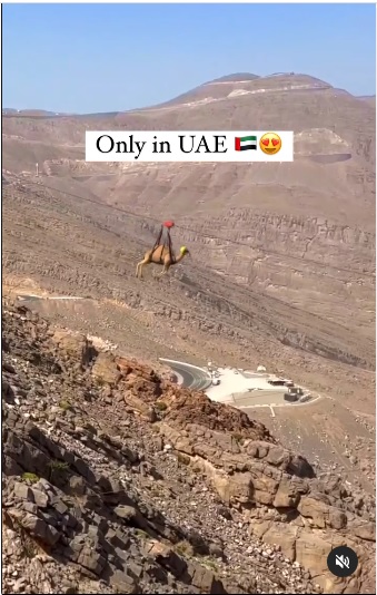 (求真)骆驼高空滑索跨越山脉?实为CGI