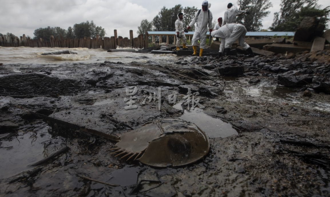 海上灾难 油污害死鲎