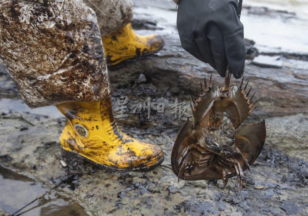 海上灾难 油污害死鲎