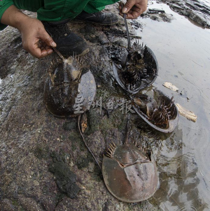 海上灾难 油污害死鲎