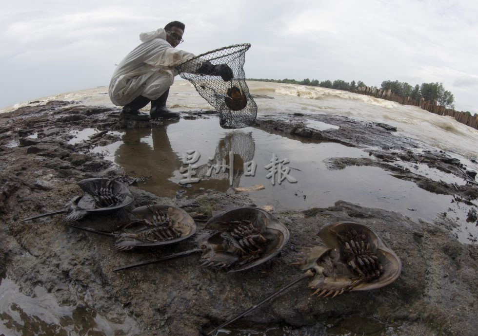 海上灾难 油污害死鲎