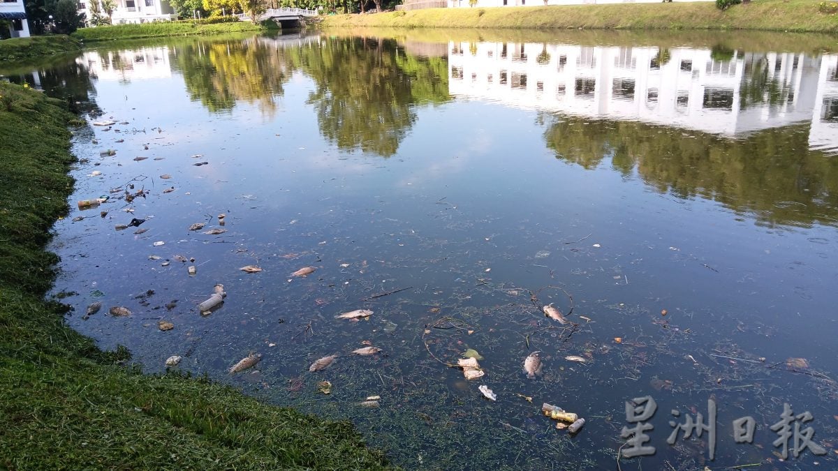 湖水疑受污染 大量非洲鱼缺氧死亡