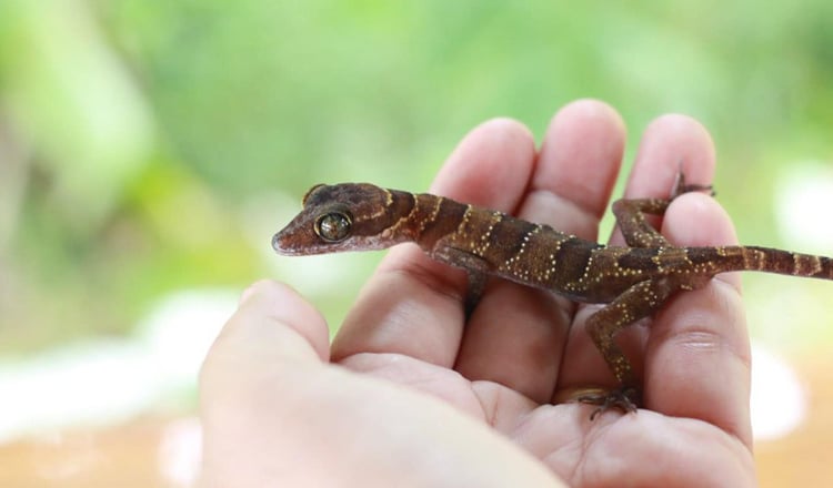 白天蜇伏夜晚觅食 柬发现新品种壁虎