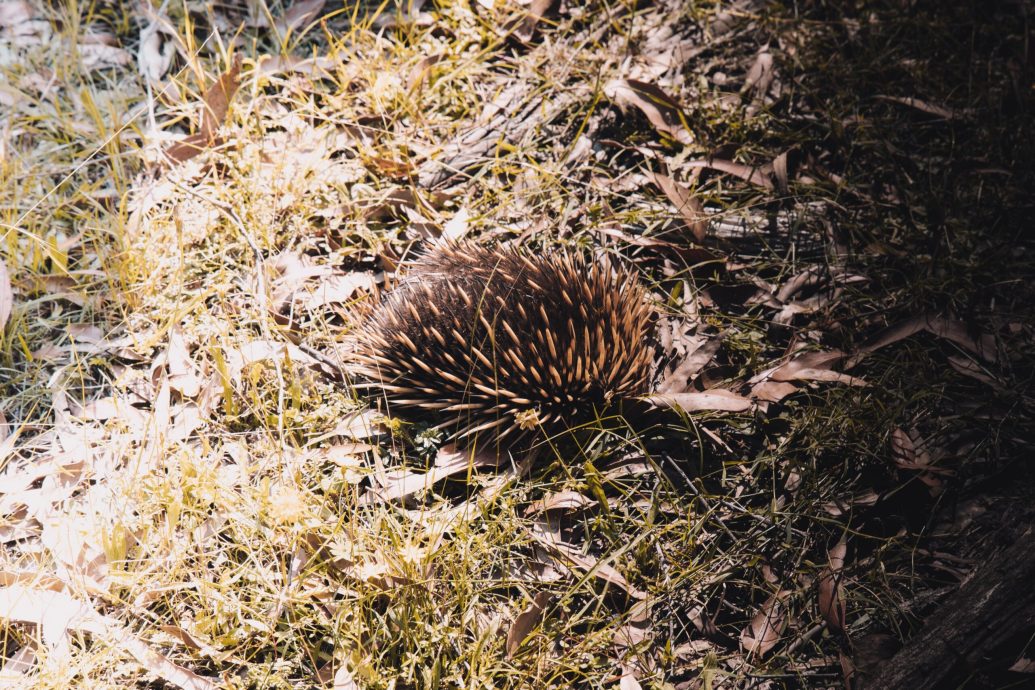 石头都吃就是不吃它 “海中虎鲨吐出陆上针鼹” 科学家傻眼了