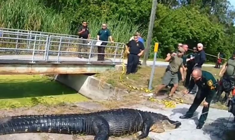 美国巨鳄生吞女游民!警剖肚挖尸