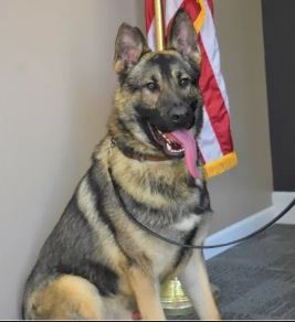  美警犬“被忘在车上”一夜 活活热死　 