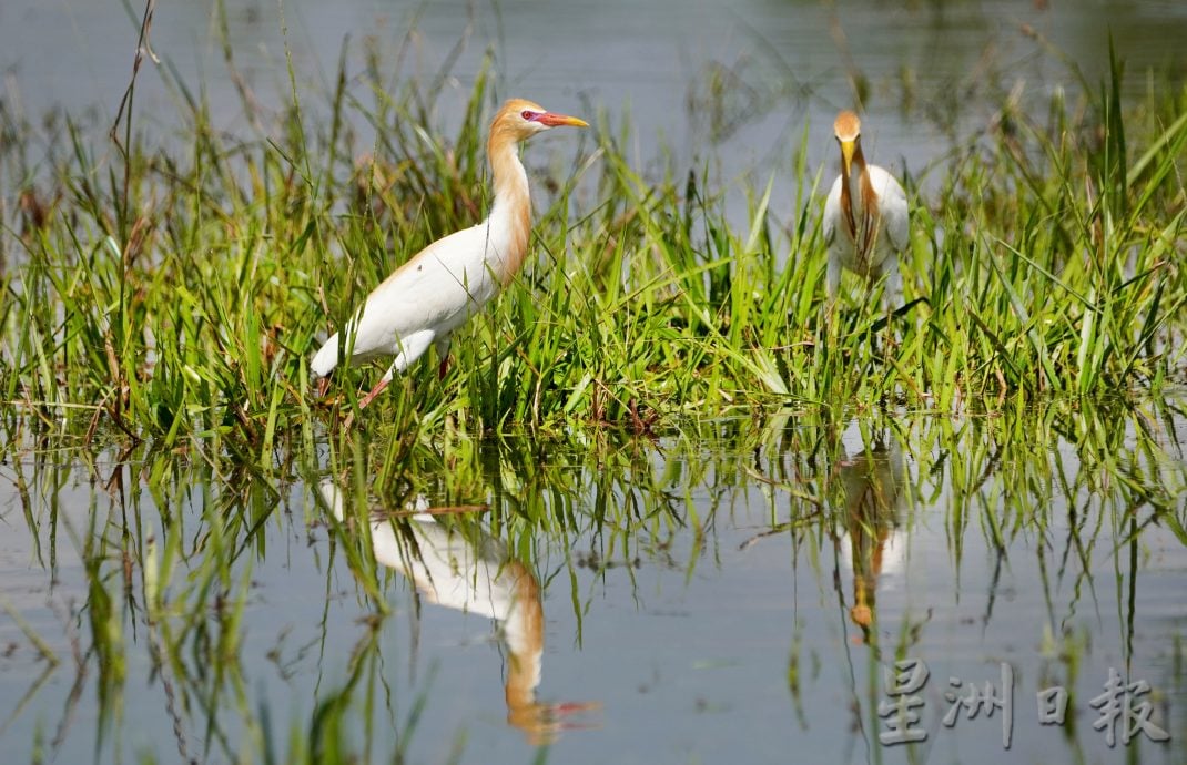 近打生态园优先复育生态 拟蓝图迎大马旅游年