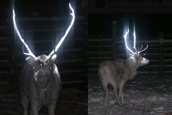 驯鹿黑暗中诡异发光　背后藏悲伤原因