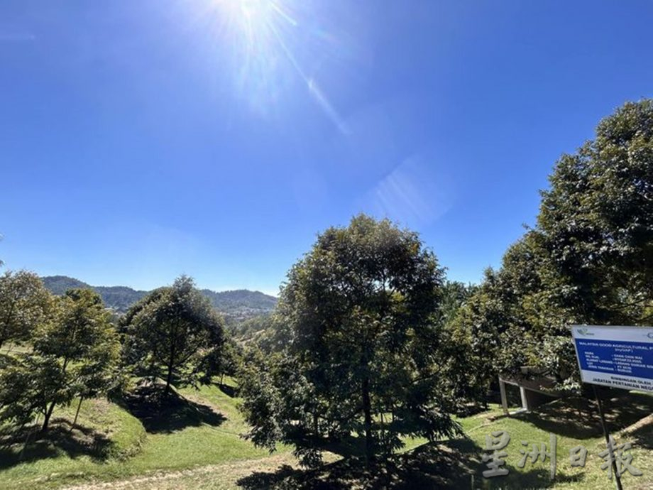 高乌好山好水好榴梿 果农做好准备迎饕客