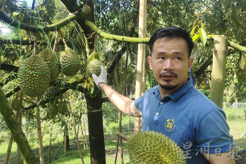 高乌好山好水好榴梿 果农做好准备迎饕客