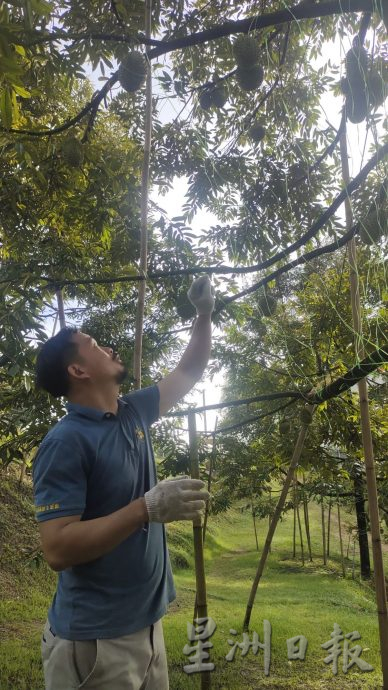高乌好山好水好榴梿 果农做好准备迎饕客