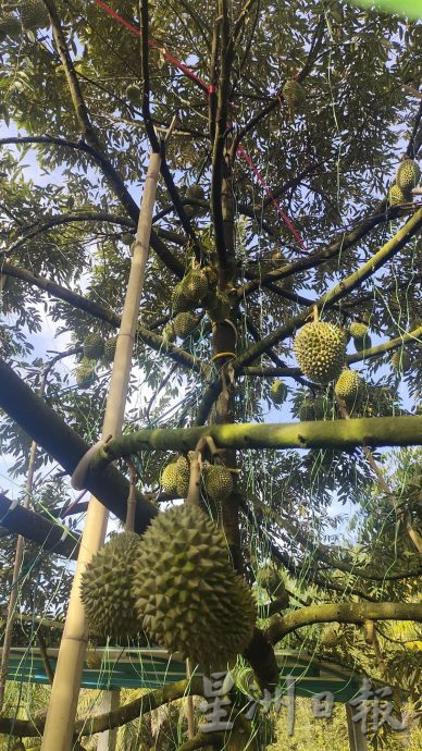 高乌好山好水好榴梿 果农做好准备迎饕客
