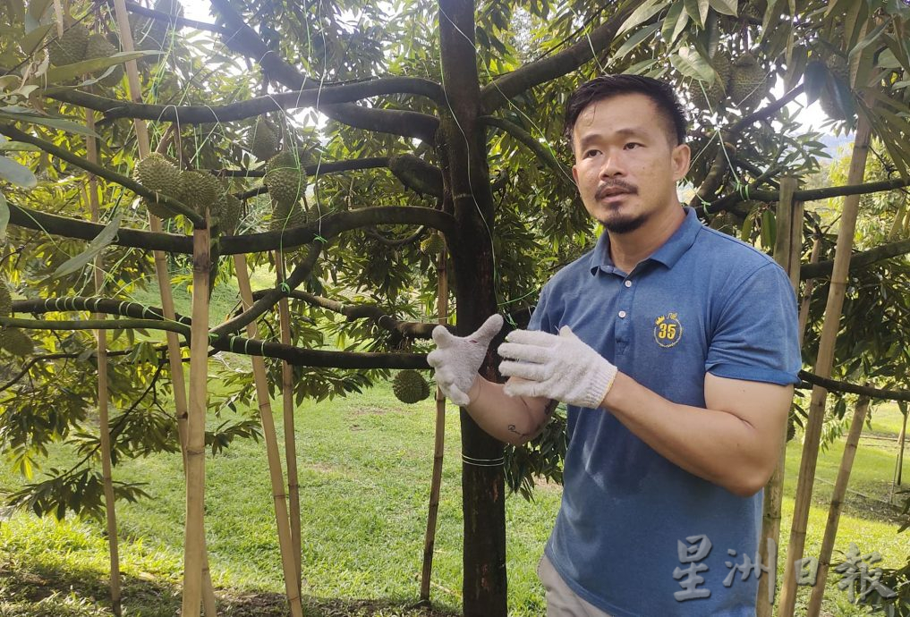 高乌好山好水好榴梿 果农做好准备迎饕客