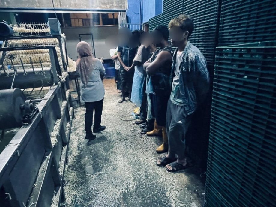 鸡血流入沟渠 回收落地豆芽 3工厂勒令关闭1吊销执照