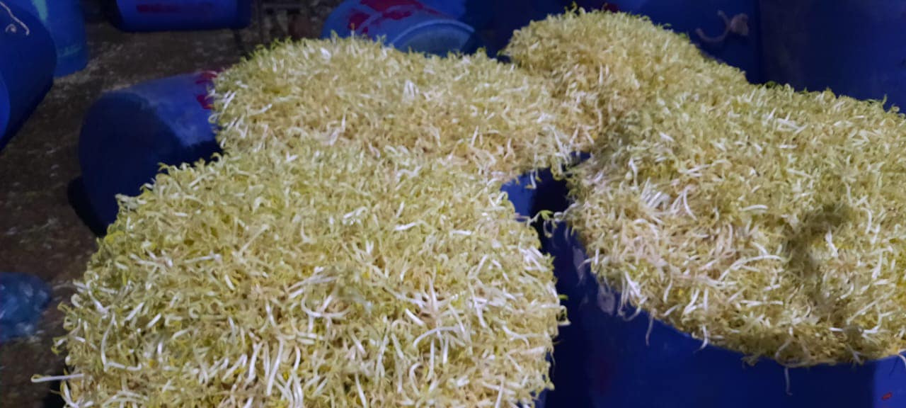 鸡血流入沟渠 回收落地豆芽 3工厂勒令关闭1吊销执照