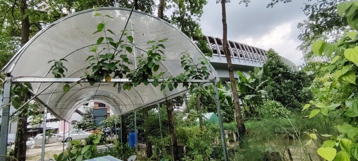 (6月5日见报)绿意盎然 | 捷运轨道下辟城市菜园 组屋居民耕耘出绿意