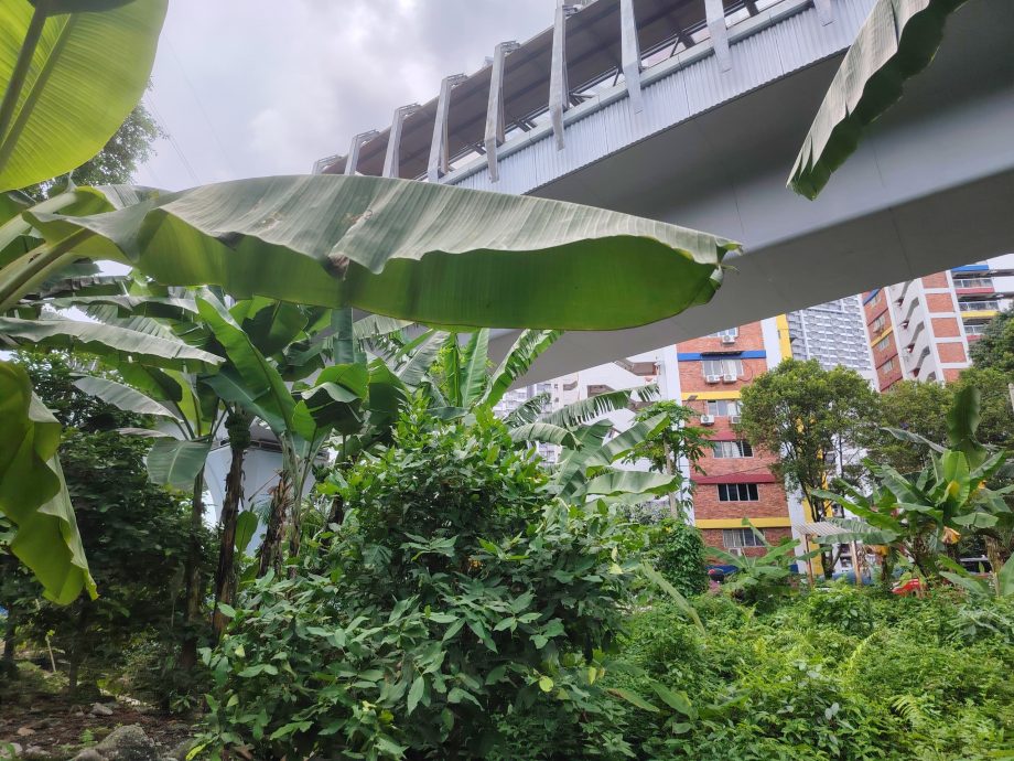 (6月5日见报)绿意盎然 | 捷运轨道下辟城市菜园 组屋居民耕耘出绿意