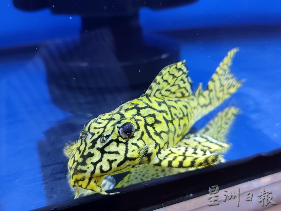 去年出口2亿4100万观赏鱼 渔业局副总监:带来正面经济影响