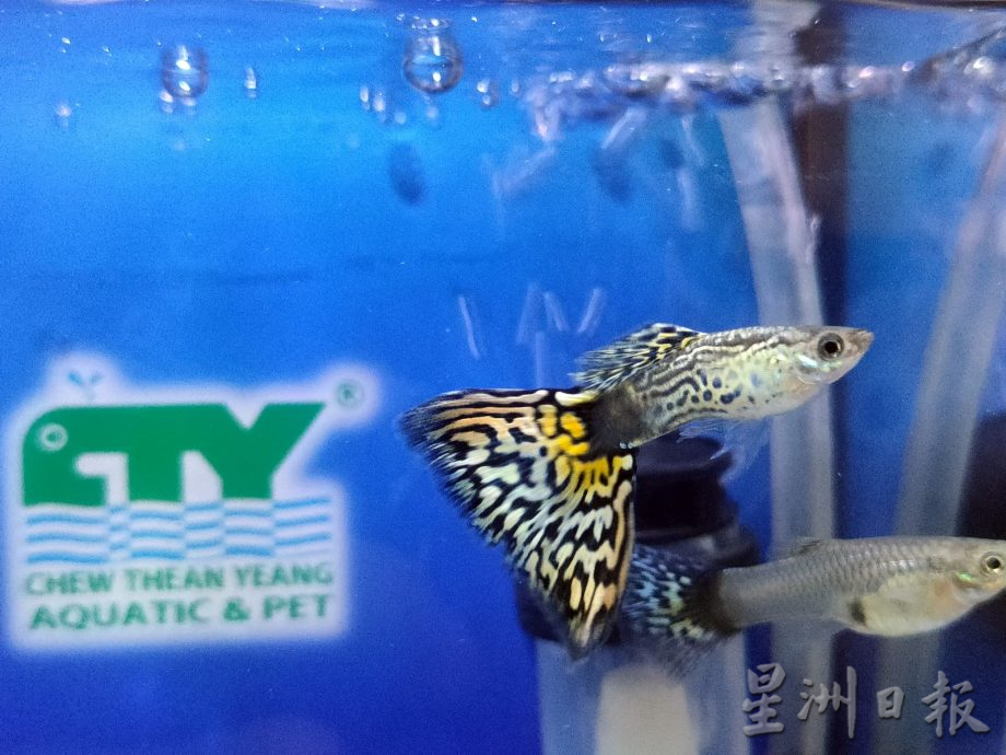 去年出口2亿4100万观赏鱼 渔业局副总监:带来正面经济影响