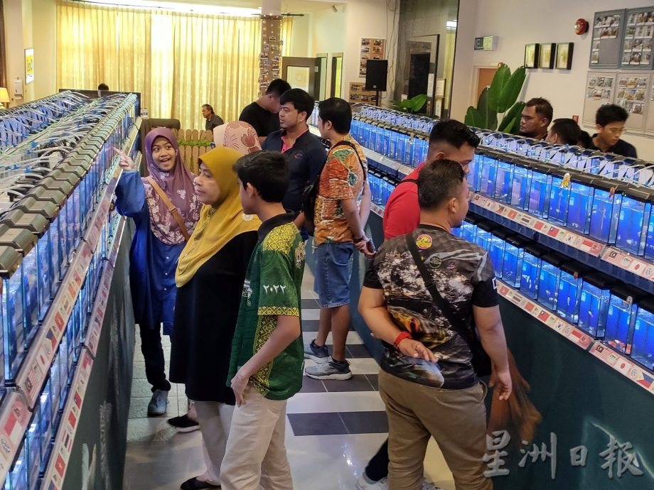 去年出口2亿4100万观赏鱼 渔业局副总监:带来正面经济影响