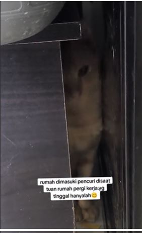（全国）工作时家里入贼 猫咪躲桌底瑟瑟发抖