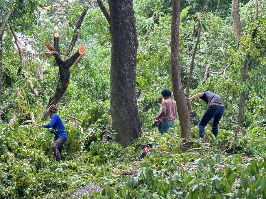 (古城封面主文)圣约翰山树木茂盛成隐忧 林朝雁促定期修剪