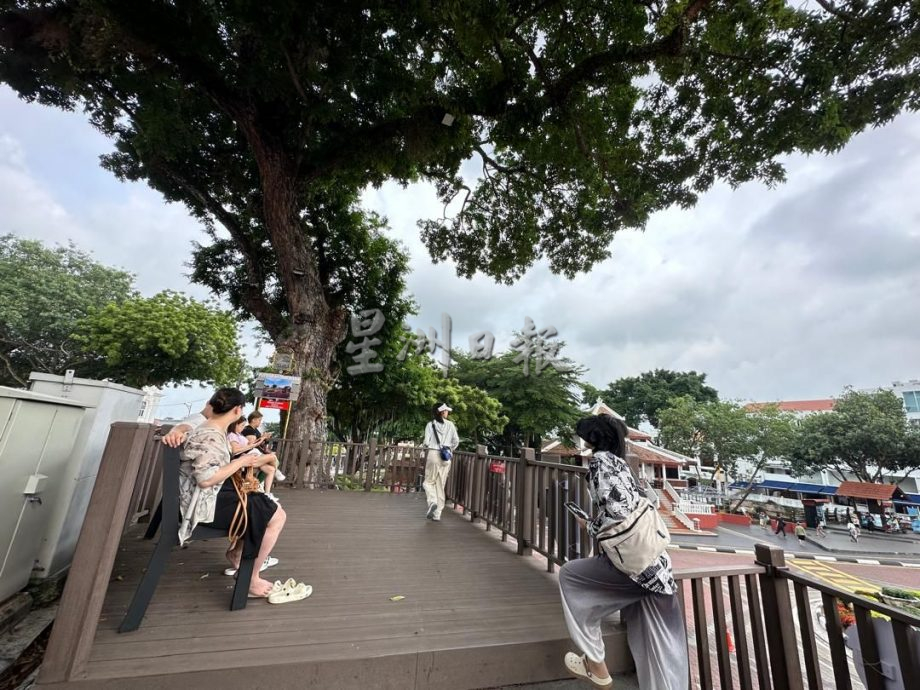 （古城第5版主文）红屋停车场树枝断裂 林朝雁促设树医鉴定安全性