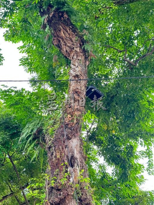 （古城第5版主文）红屋停车场树枝断裂 林朝雁促设树医鉴定安全性