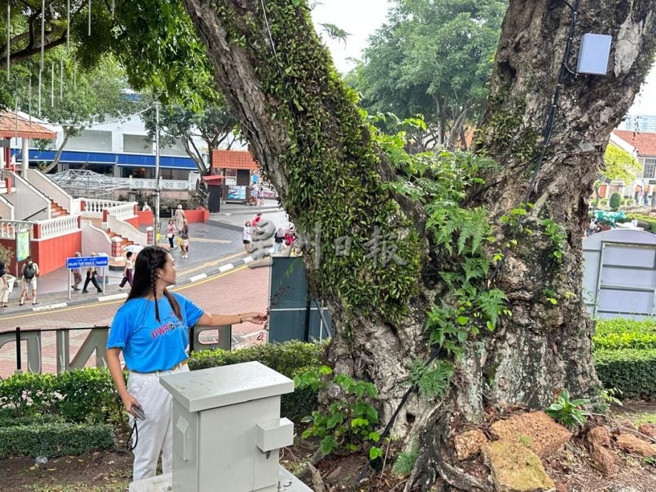 （古城第5版主文）红屋停车场树枝断裂 林朝雁促设树医鉴定安全性