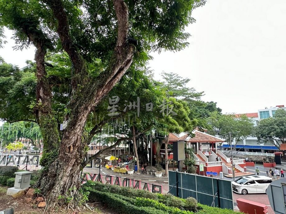 （古城第5版主文）红屋停车场树枝断裂 林朝雁促设树医鉴定安全性