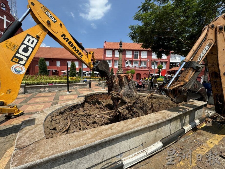 (古城第三版主文)市政厅连夜封路砍伐·红屋2大树正式消失