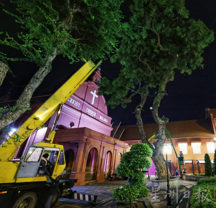 (古城第三版主文)市政厅连夜封路砍伐·红屋2大树正式消失