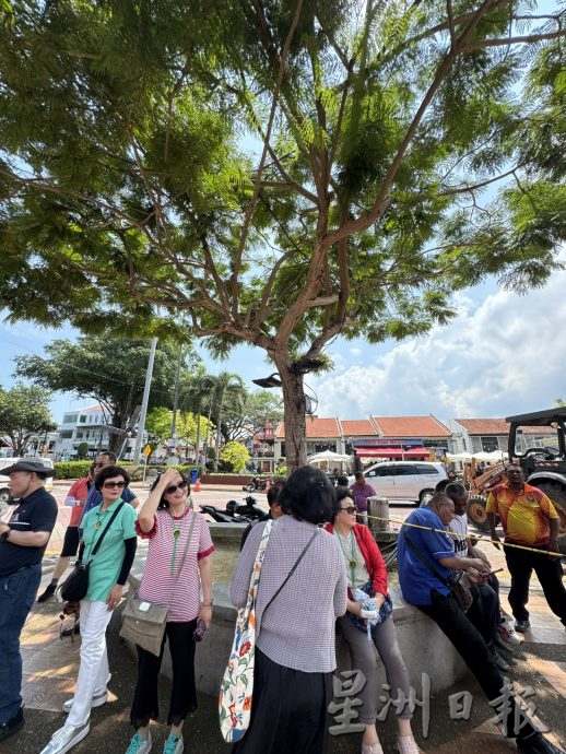 (古城第三版主文)市政厅连夜封路砍伐·红屋2大树正式消失