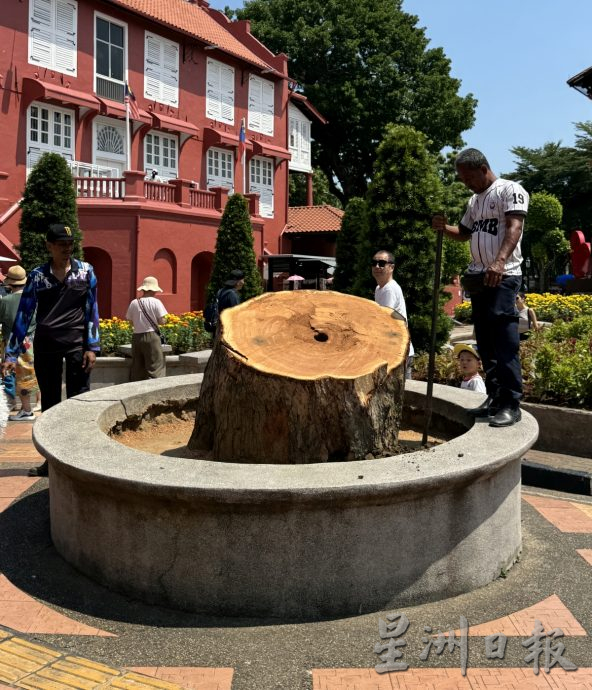 (古城第三版主文)市政厅连夜封路砍伐·红屋2大树正式消失