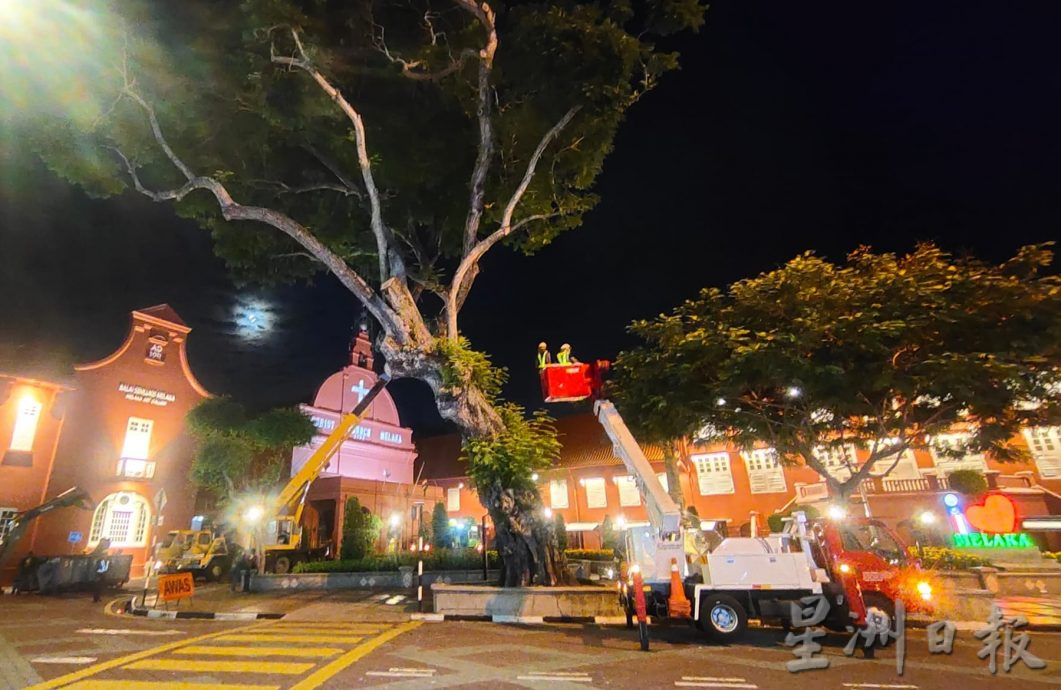 (古城第三版主文)市政厅连夜封路砍伐·红屋2大树正式消失