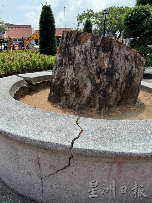 (古城第三版主文)市政厅连夜封路砍伐·红屋2大树正式消失