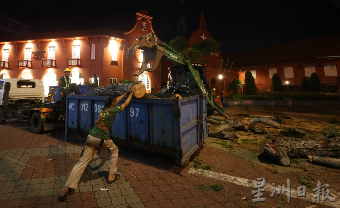 (古城第三版主文)市政厅连夜封路砍伐·红屋2大树正式消失