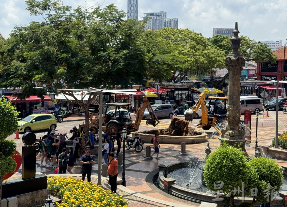 (古城第三版主文)市政厅连夜封路砍伐·红屋2大树正式消失